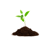 Lettuce salanova green oakleaf
