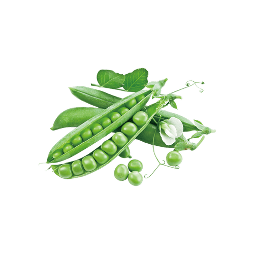 Pea