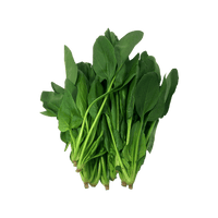 Green Cabbage